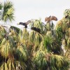 Vultures in trees