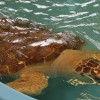 Georgia Sea Turtle 
