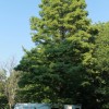 Hugh tree on our campsite