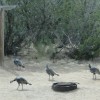Turkeys at our campsite