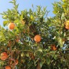 Orange tree 