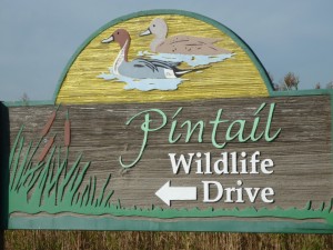 Drive the Creole Nature Trail