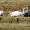 Whooping Cranes 