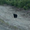 Bear alongside road