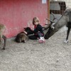 Theora petting baby reindeer