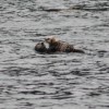 Mother and Baby Sea Otter