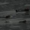Group of Sea Otters