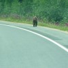 Grizzly walking alongside the road