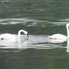 Trumpeter Swans 