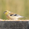 Goldfinches,